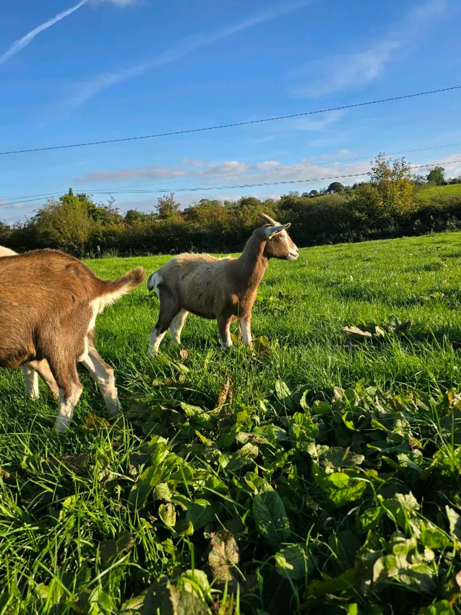 2 Young Female goats - Image 2