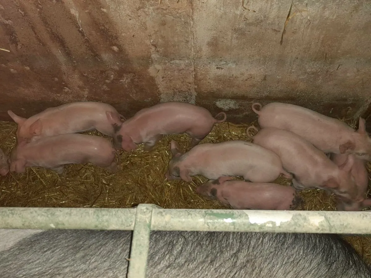 SADDLEBACK SOW WITH 9 LARGE WHITE CROSS BONHAMS - Image 2