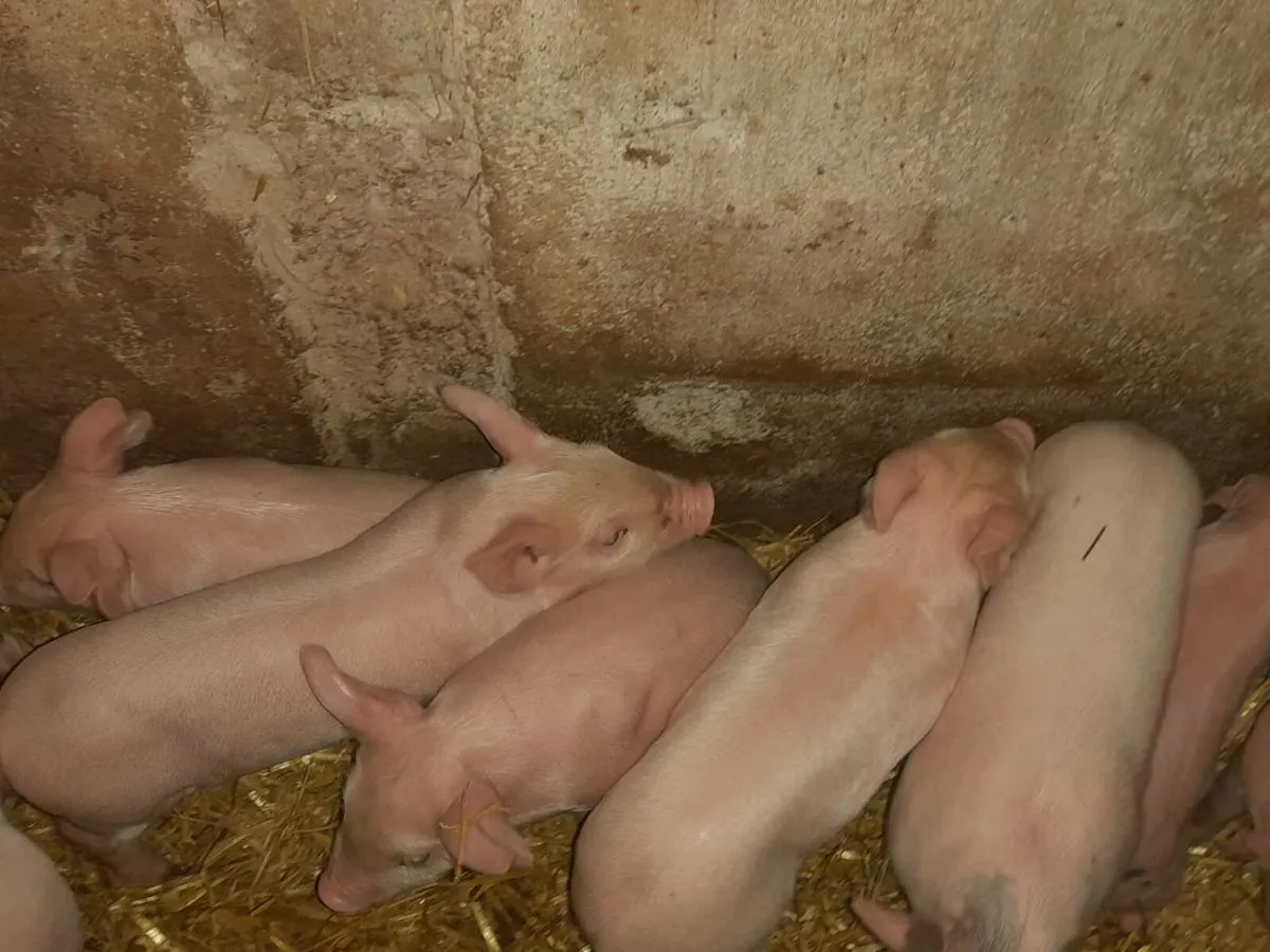 SADDLEBACK SOW WITH 9 LARGE WHITE CROSS BONHAMS - Image 3