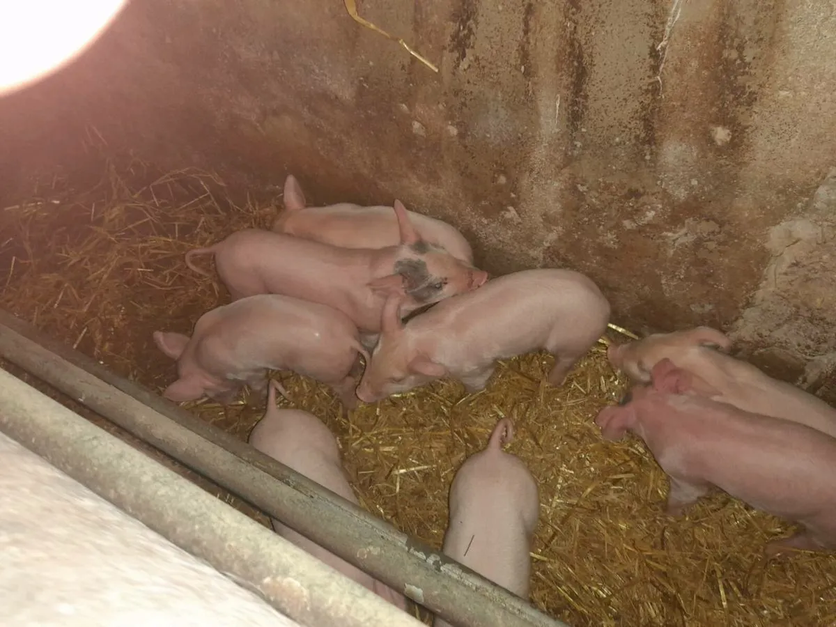 SADDLEBACK SOW WITH 9 LARGE WHITE CROSS BONHAMS - Image 4