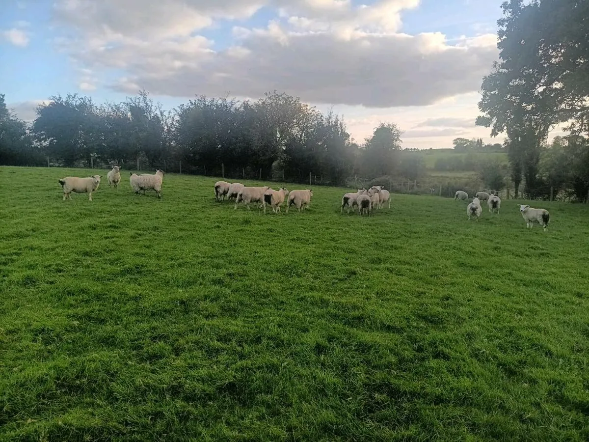 Store lambs - Image 2
