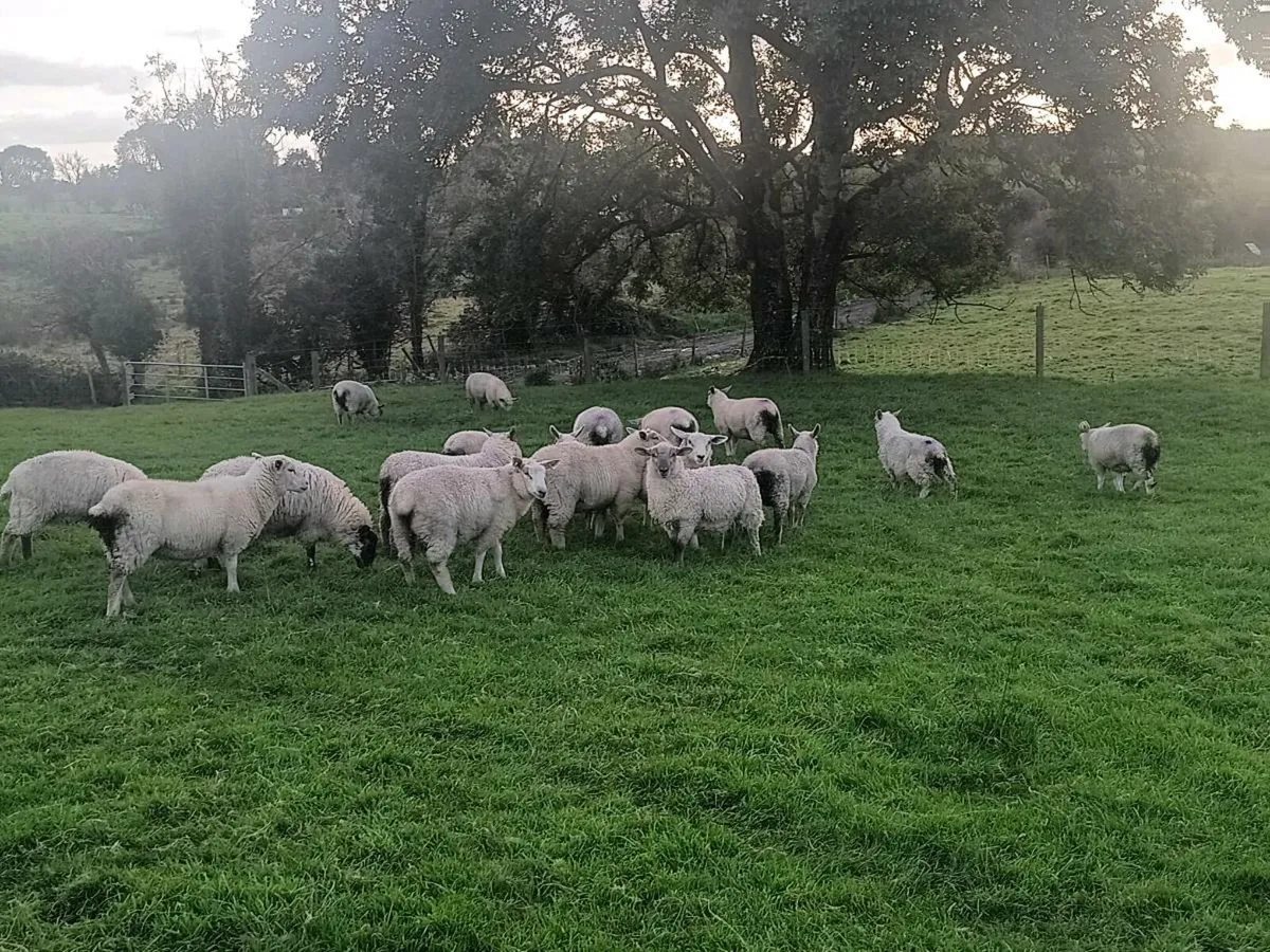 Store lambs - Image 1