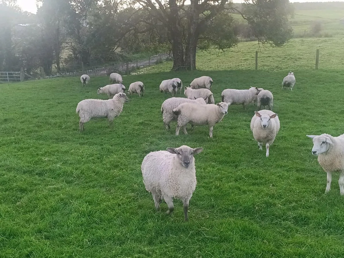 Store lambs - Image 3