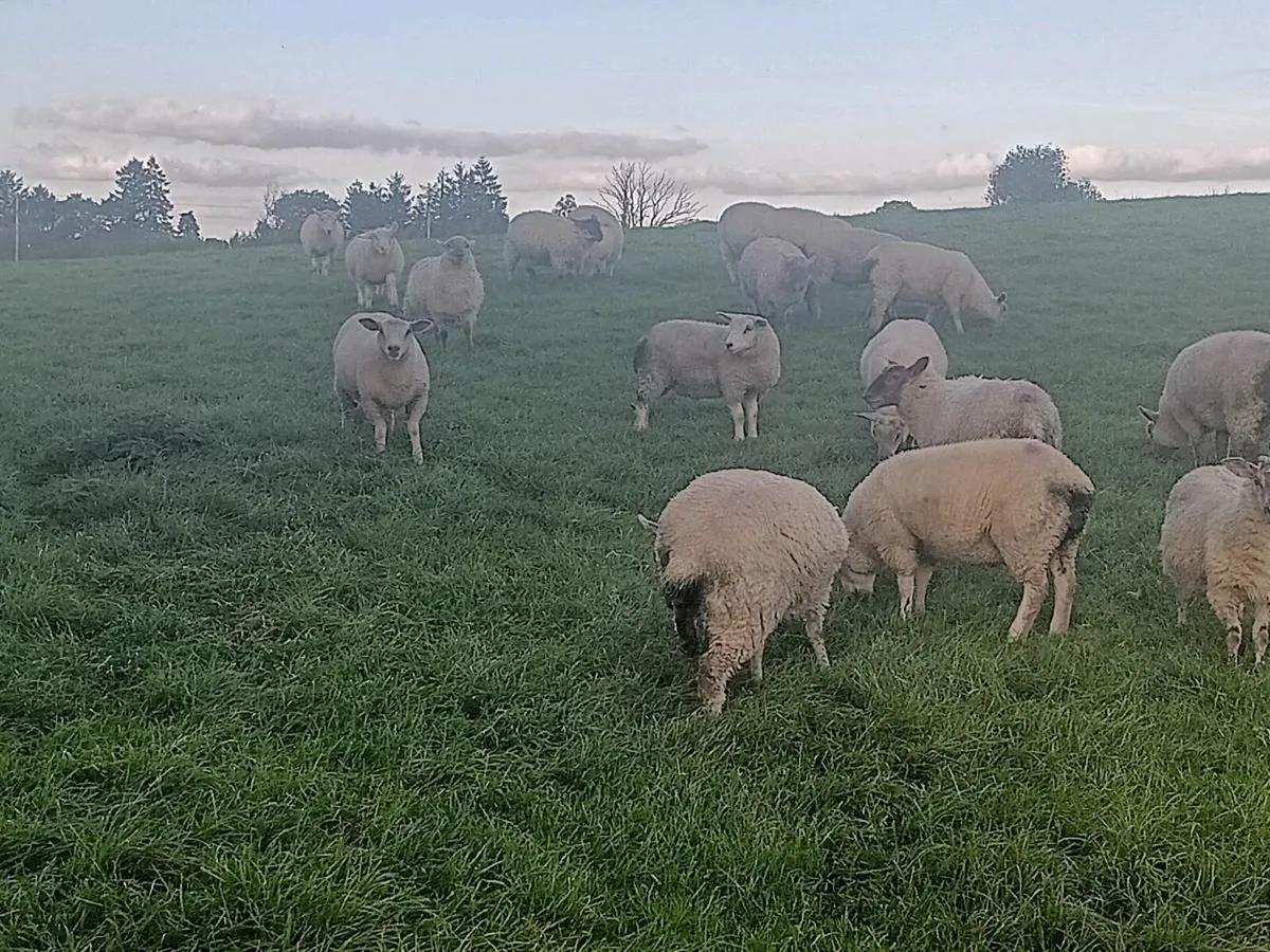 Store lambs - Image 4