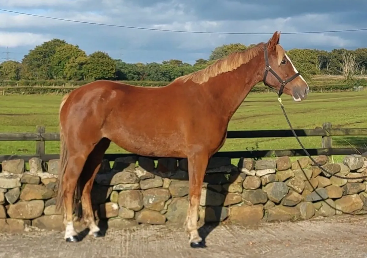 Broodmare - Image 4
