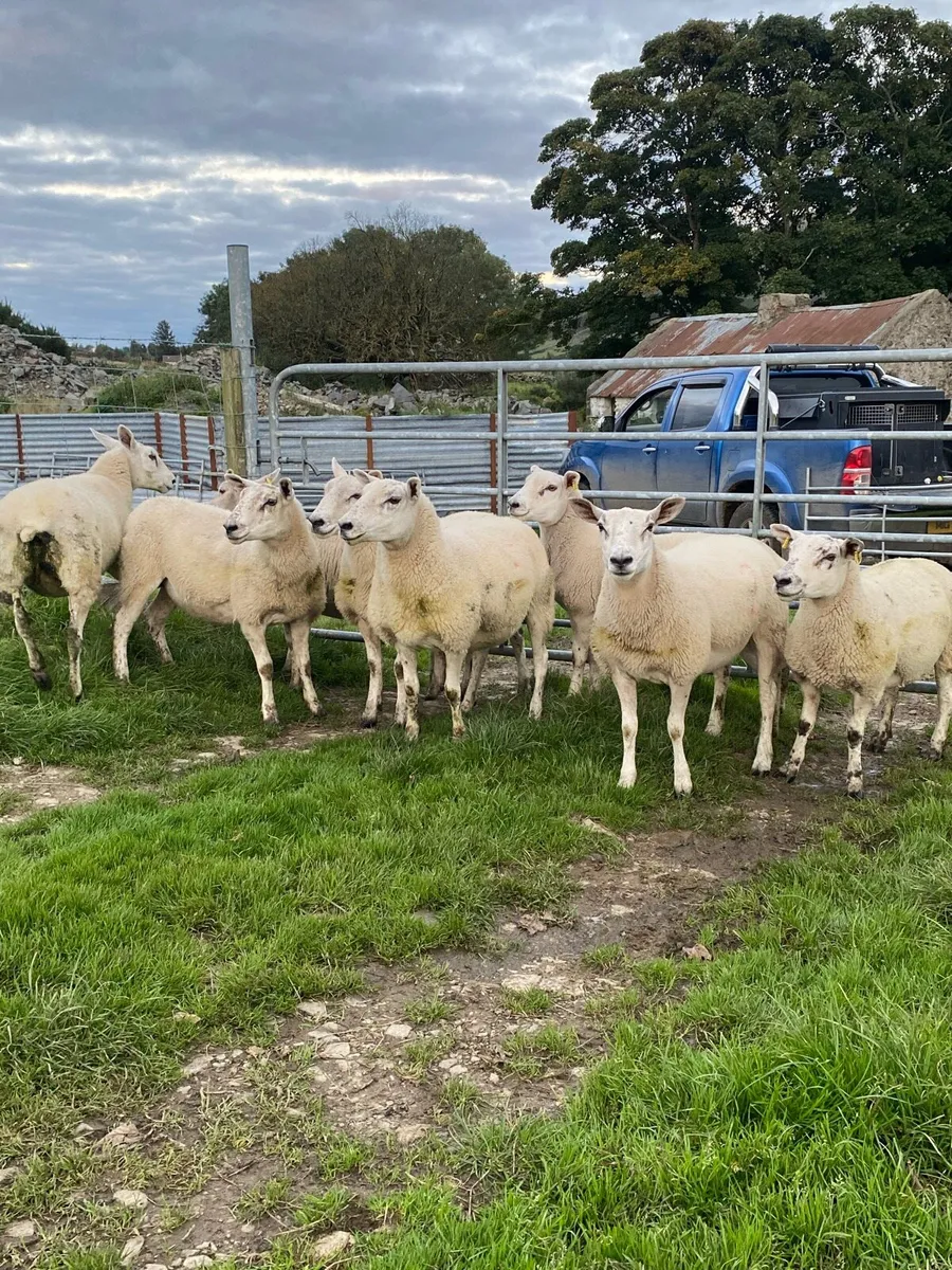 🔥🔥 Sucked hoggets 🔥🔥 - Image 2