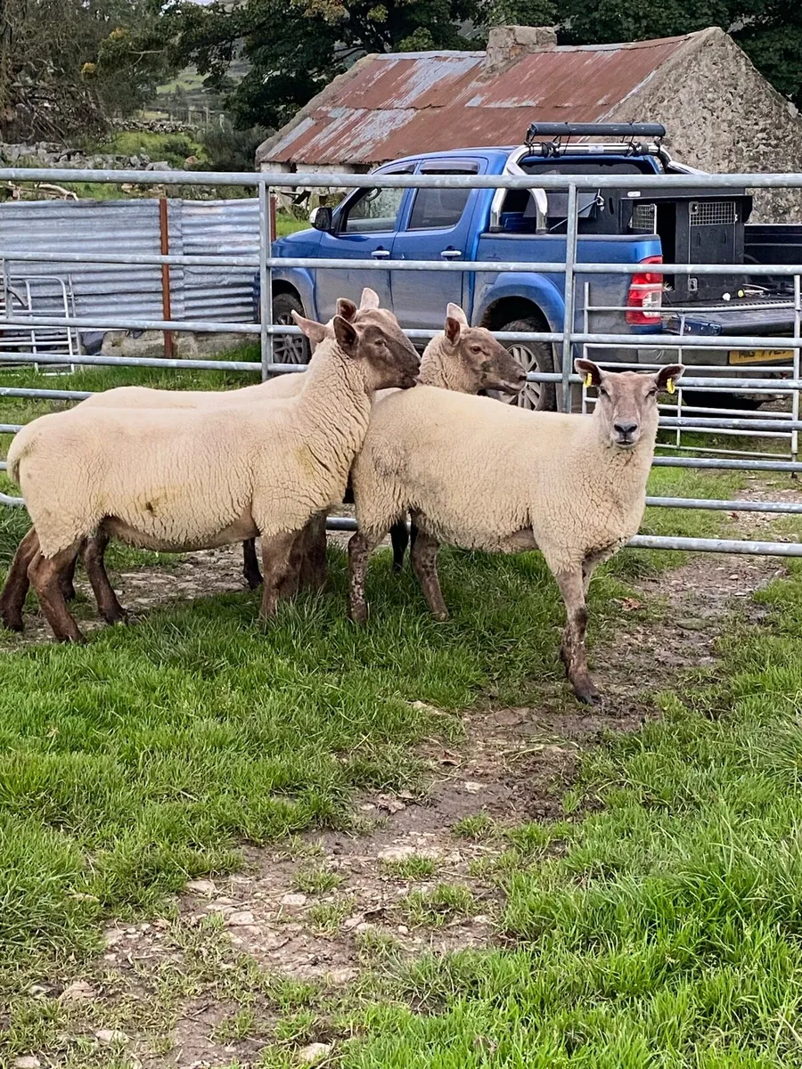 🔥🔥 Sucked hoggets 🔥🔥 - Image 3