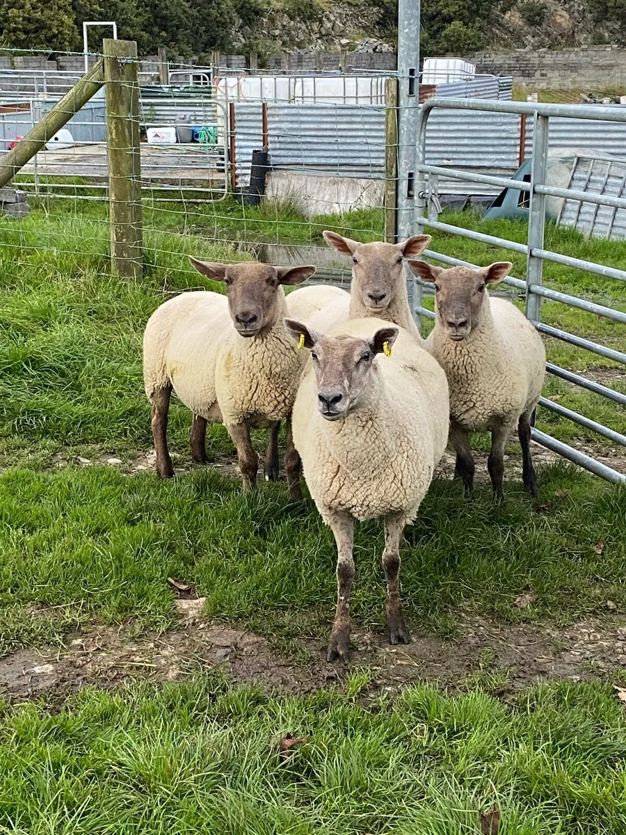 🔥🔥 Sucked hoggets 🔥🔥 - Image 4