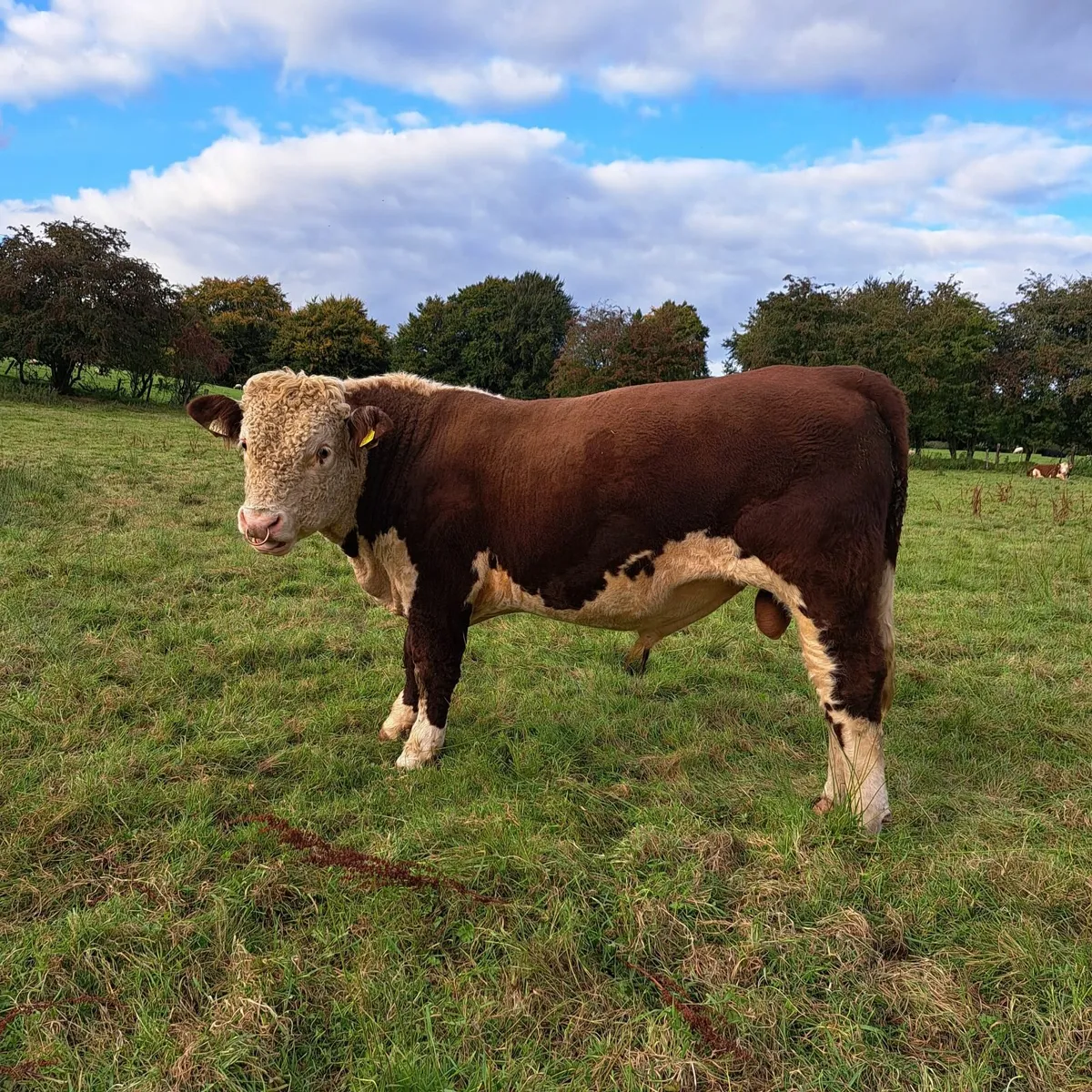 Hereford Bull for Sale - Image 1