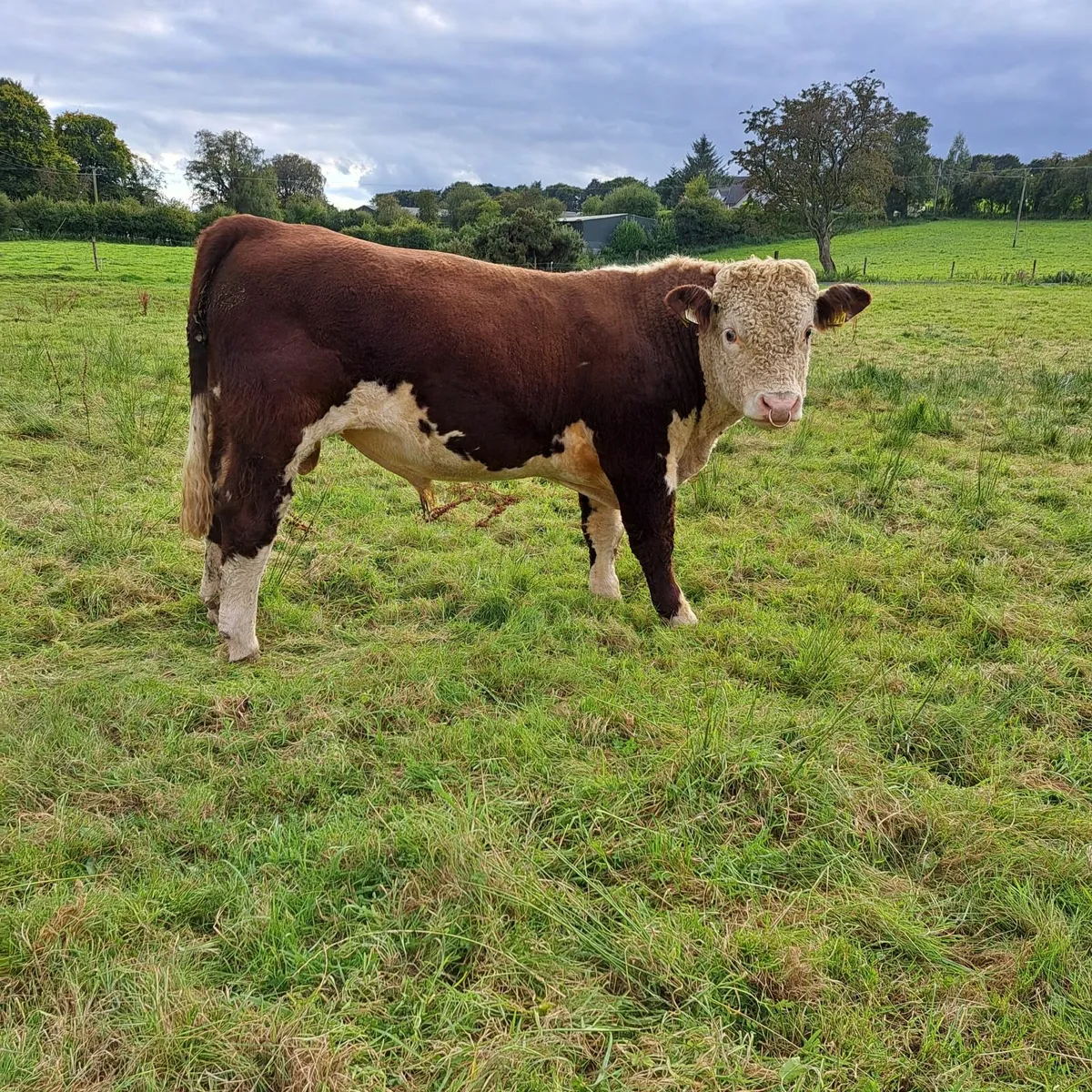 Hereford Bull for Sale - Image 2