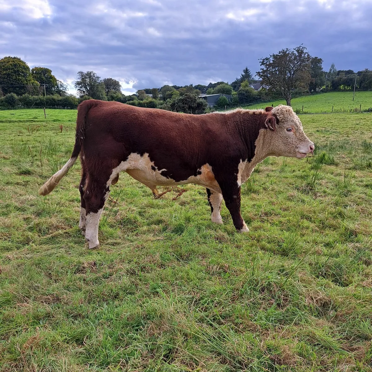 Hereford Bull for Sale - Image 3