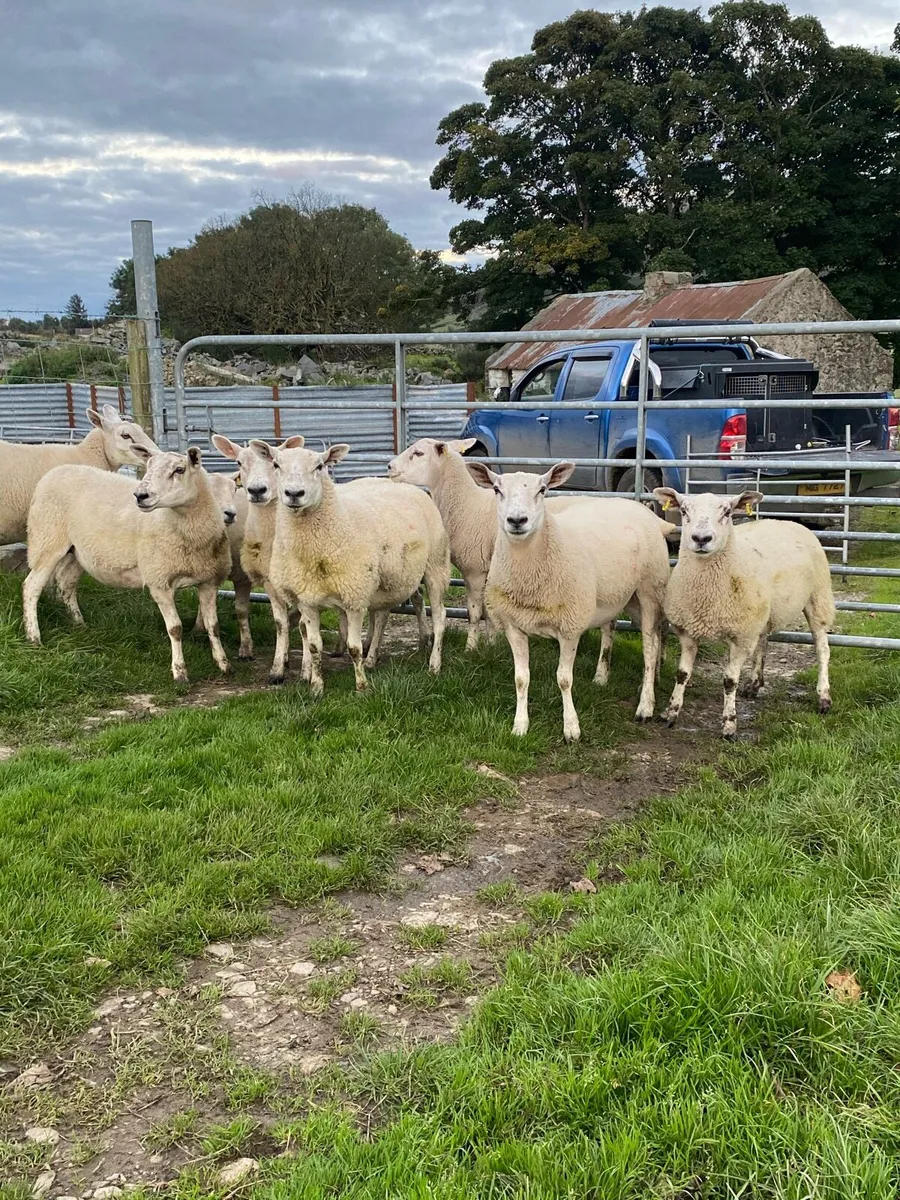 🔥🔥 Sucked hoggets 🔥🔥 - Image 1