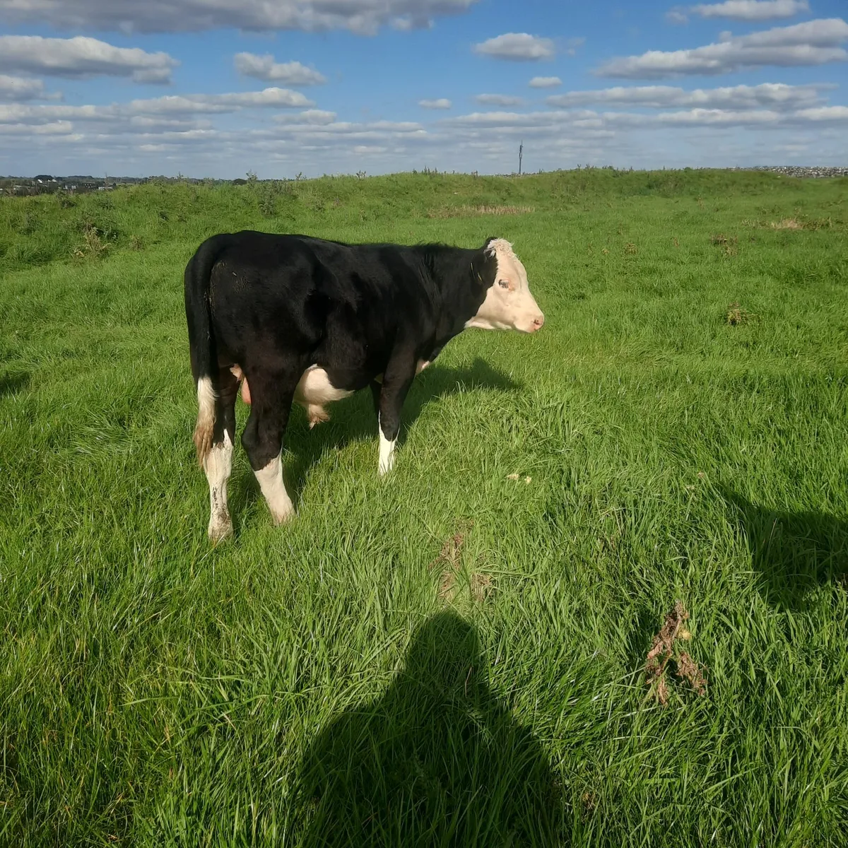 White Head bull Runners - Image 1