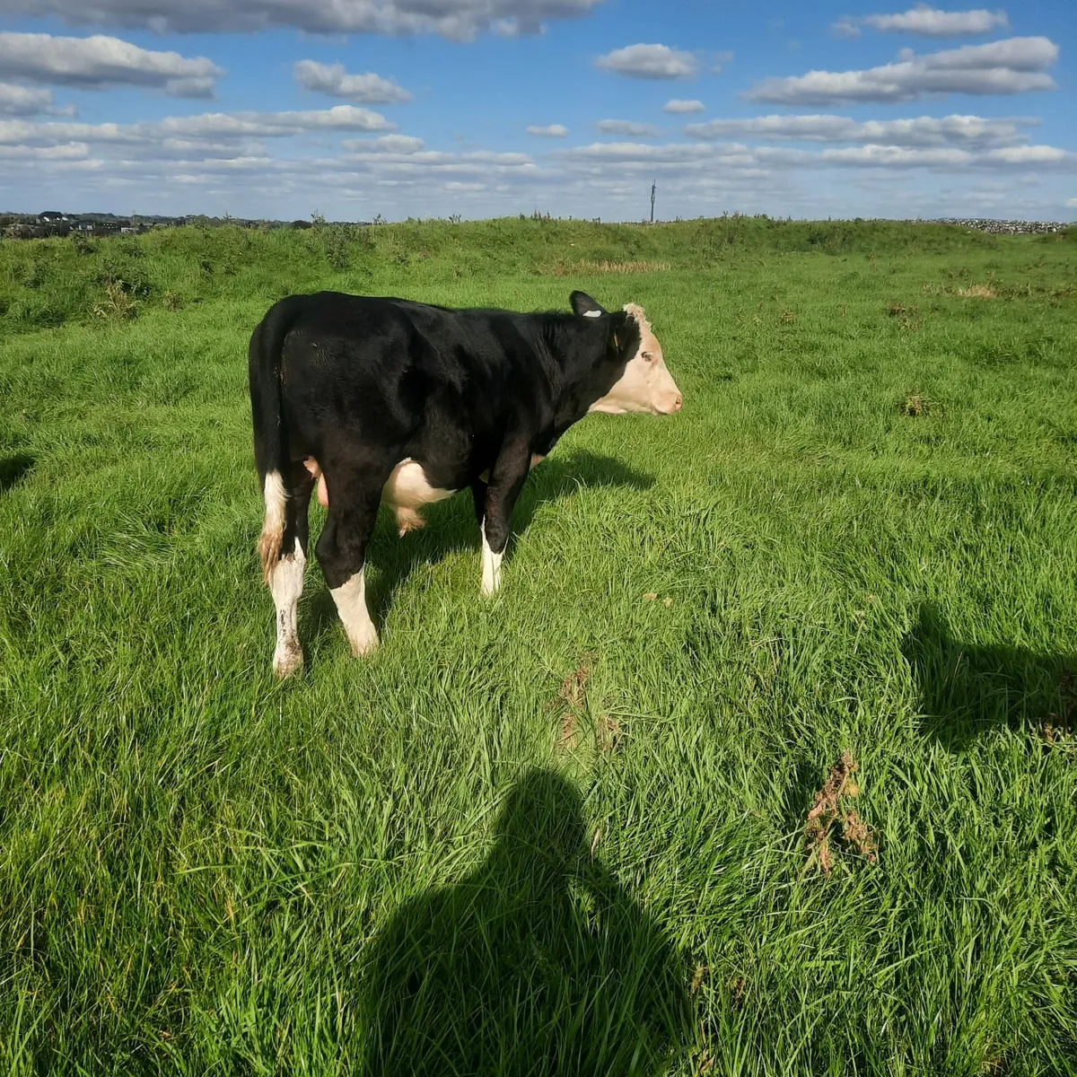 White Head bull Runners - Image 2