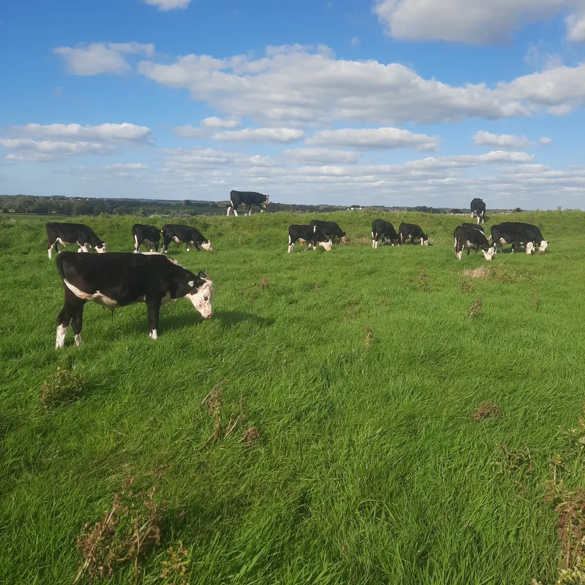 White Head bull Runners - Image 3