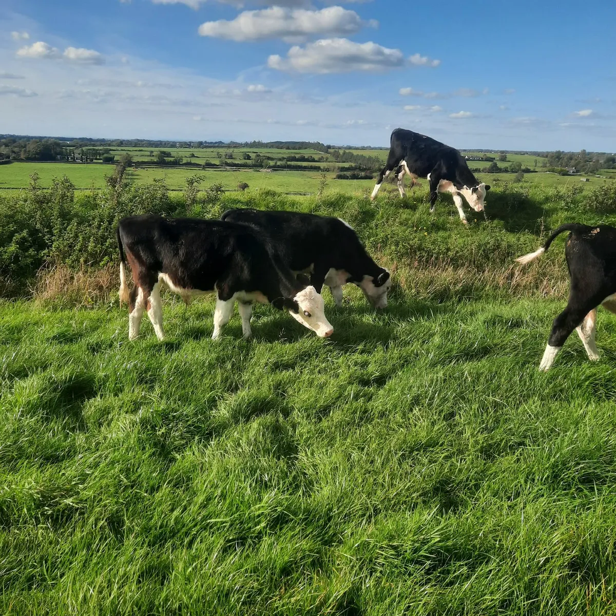 White Head bull Runners - Image 4