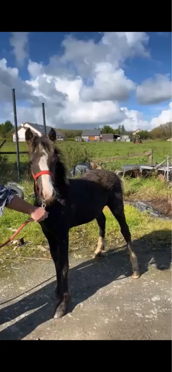 filly foal - Image 1