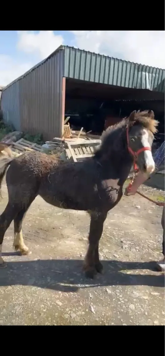 filly foal - Image 2