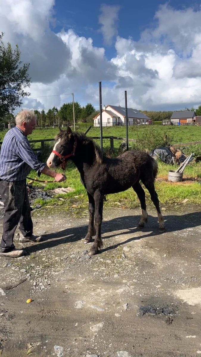 filly foal - Image 3