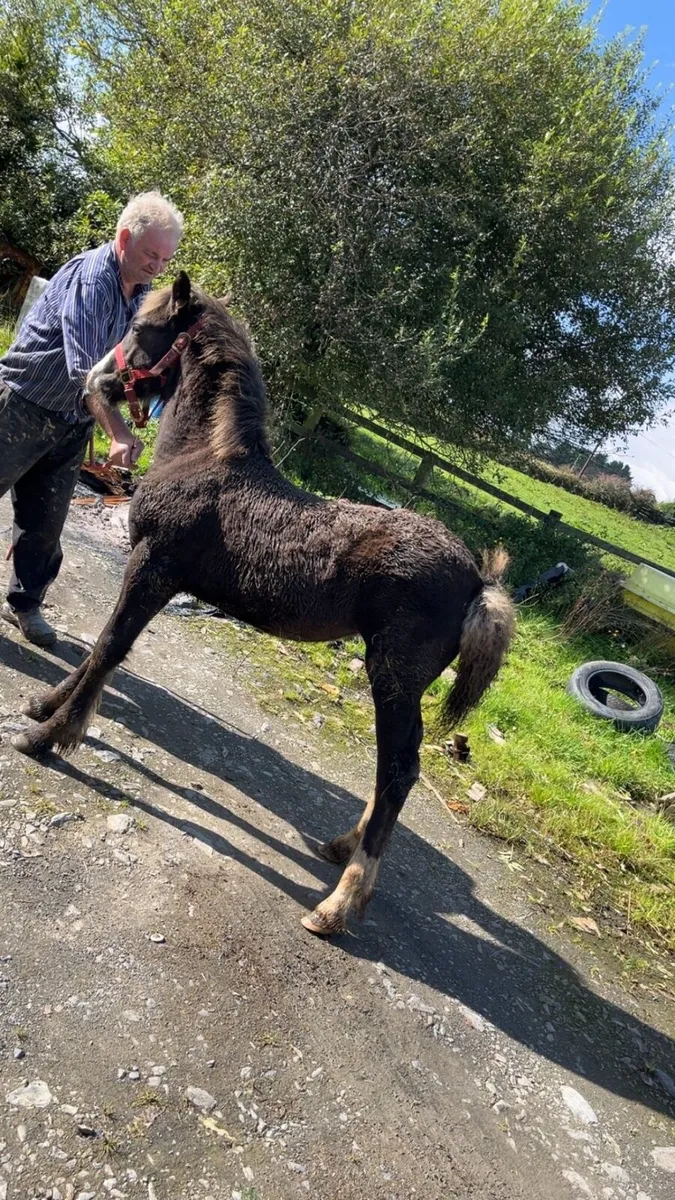 filly foal - Image 4