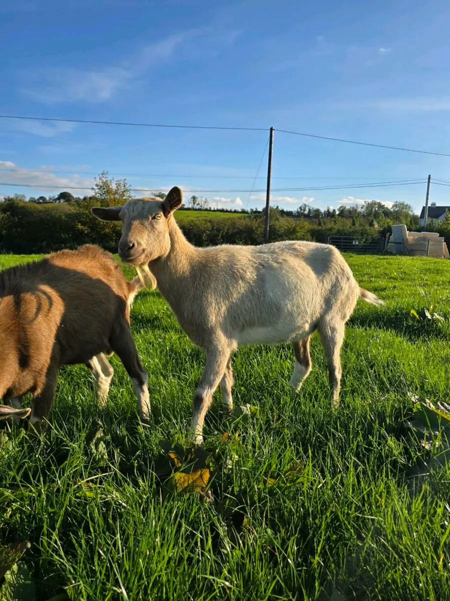 3 nanny goats - Image 2