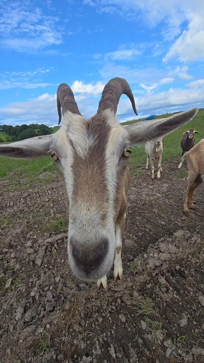 3 nanny goats - Image 3
