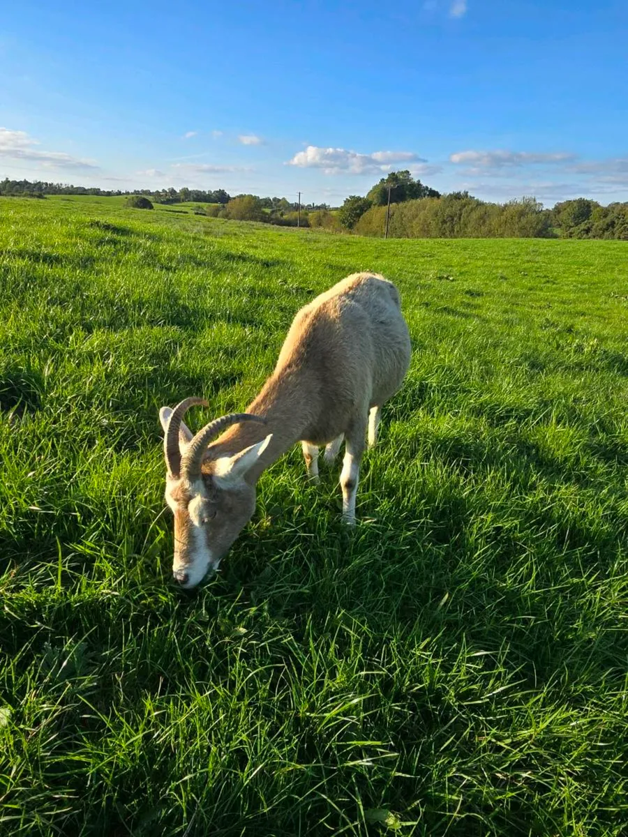 3 nanny goats - Image 1