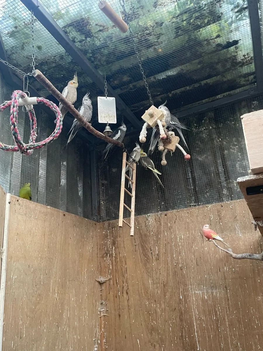 cockatiels - Image 2