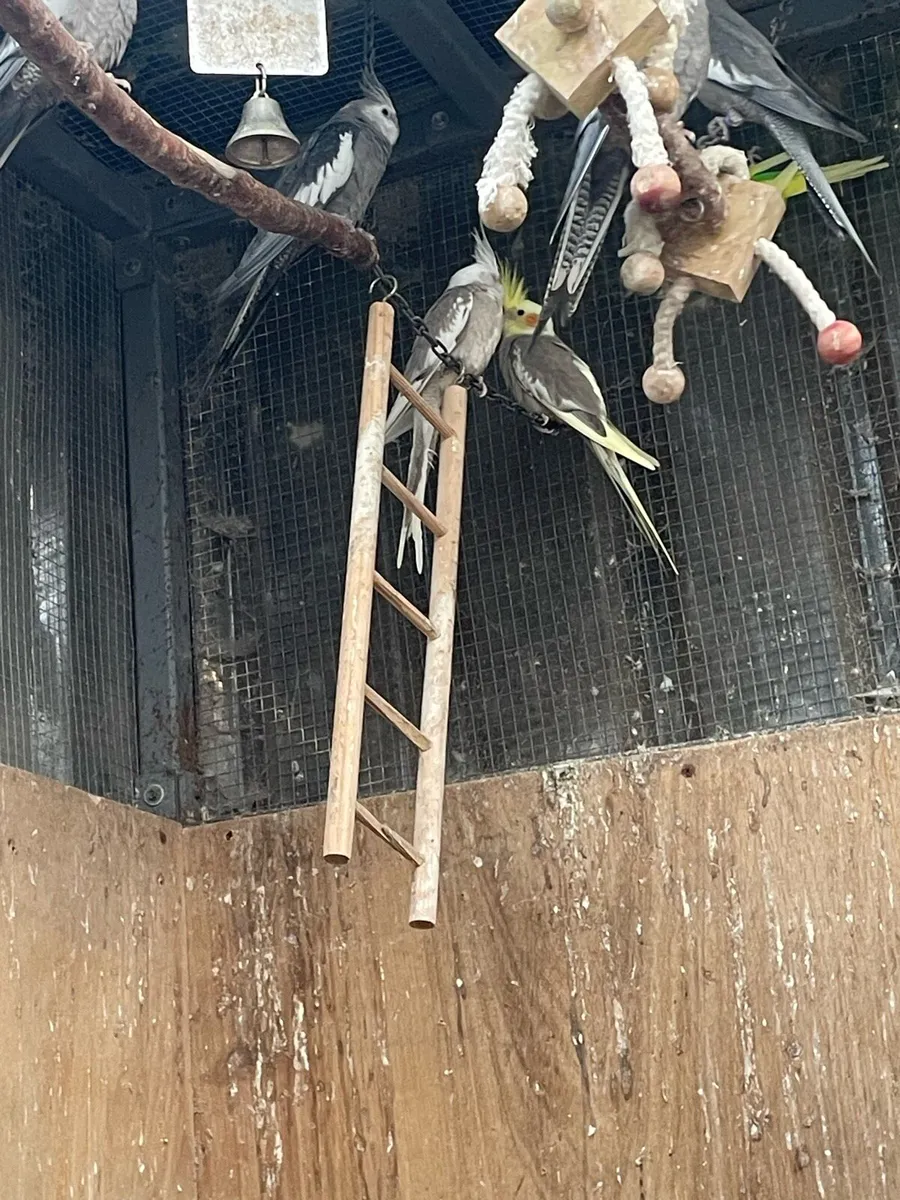 cockatiels - Image 1