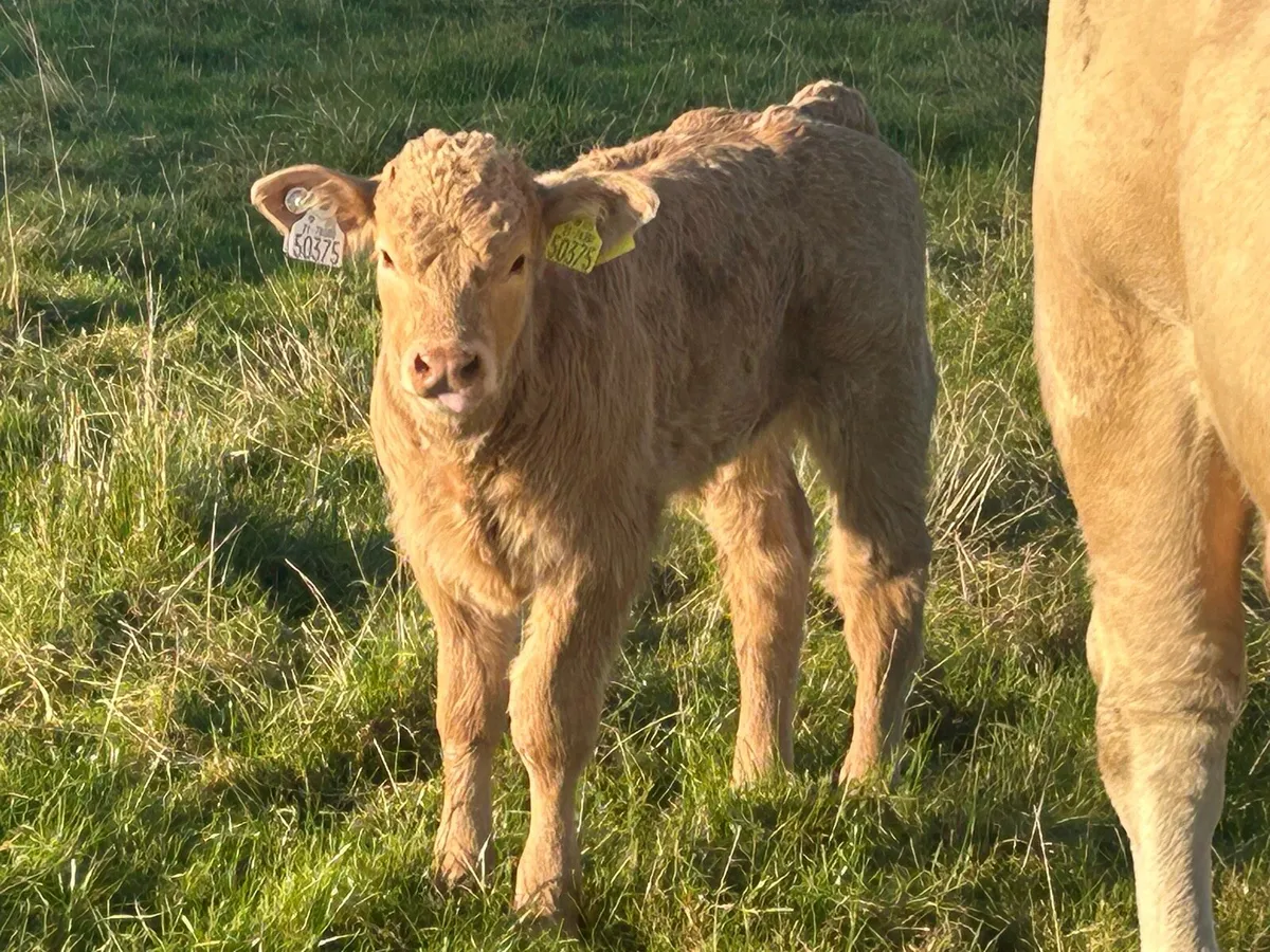 Super u grade second calved 5 star genotyped cow - Image 2
