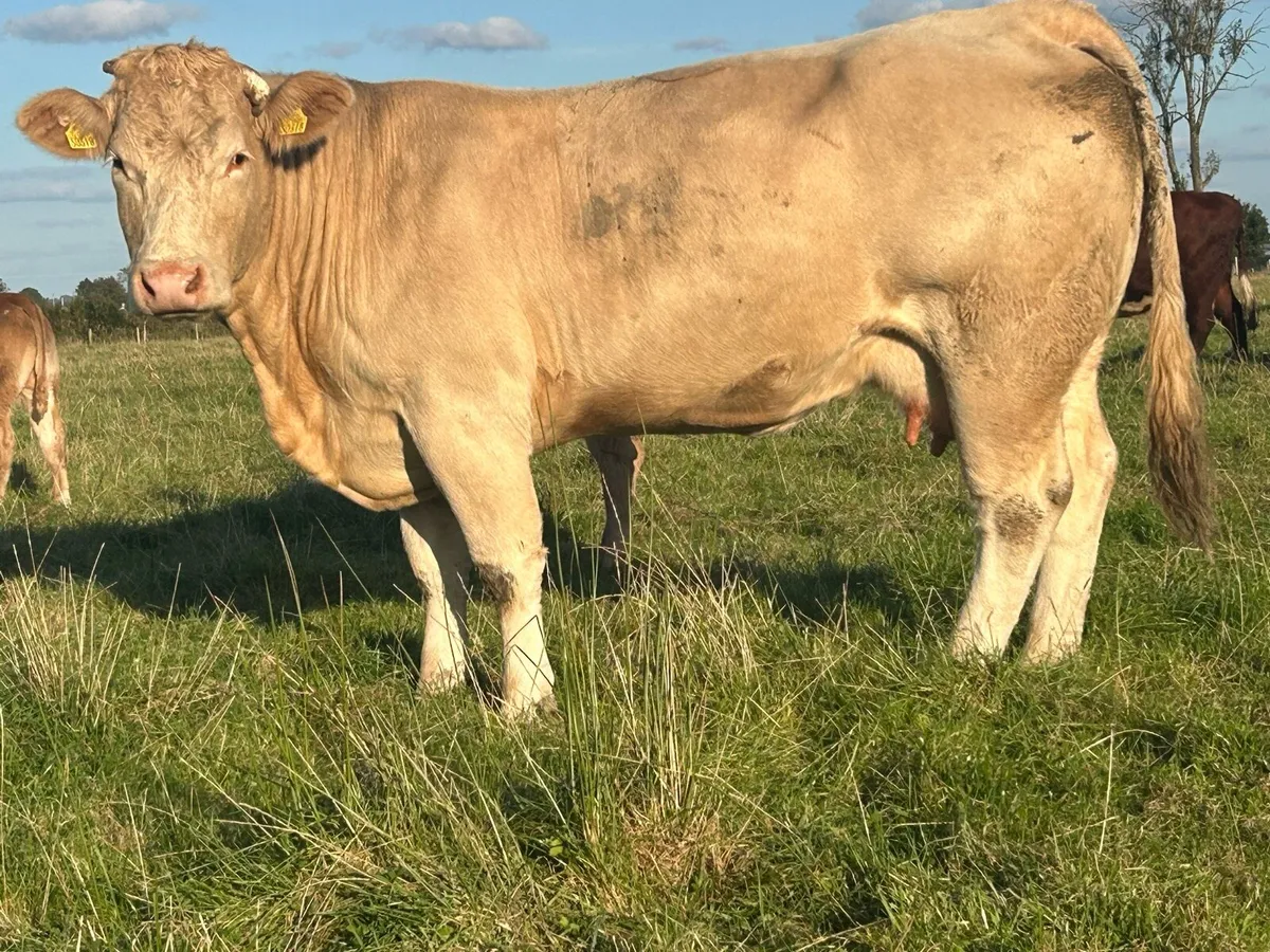 Super u grade second calved 5 star genotyped cow - Image 3