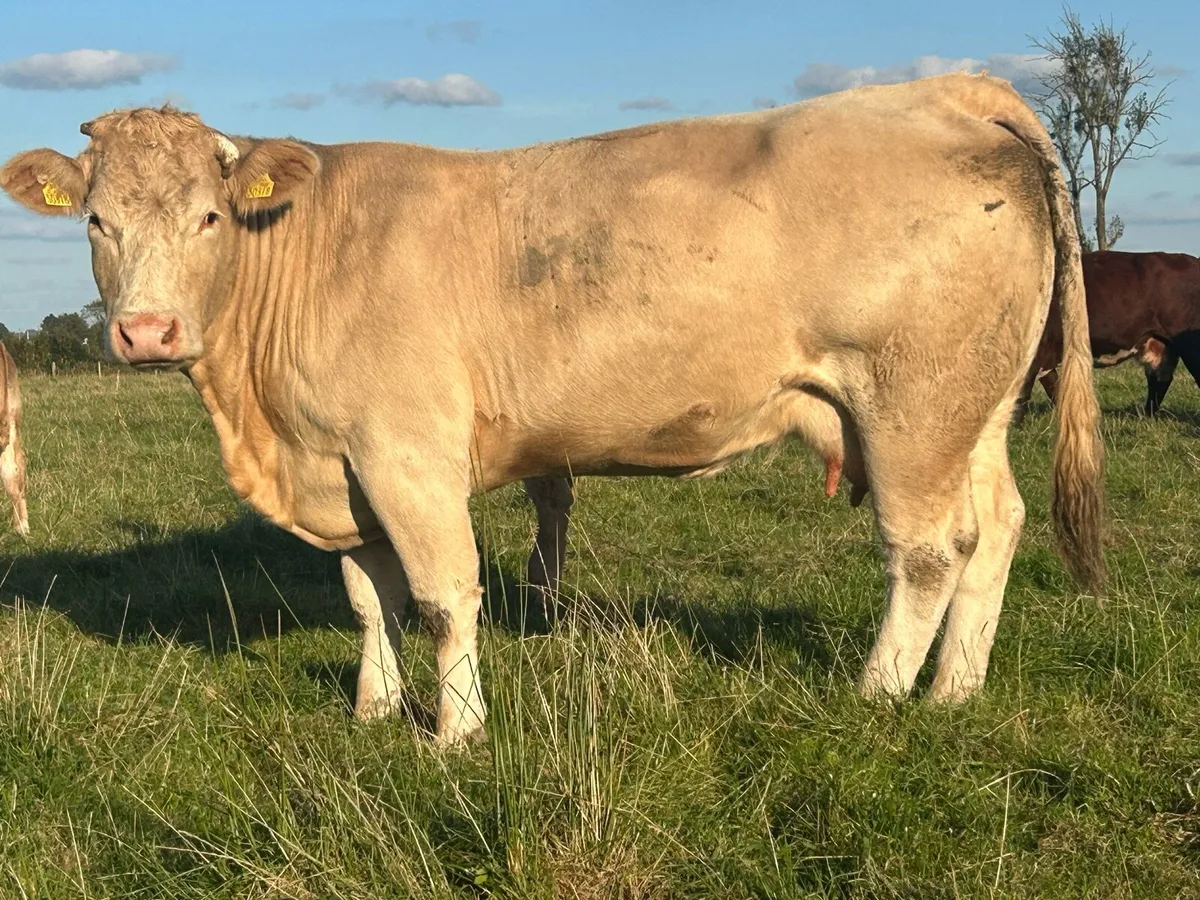 Super u grade second calved 5 star genotyped cow - Image 4