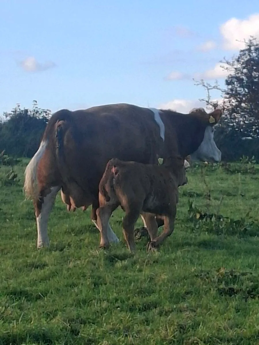 Purebred  simmental cow and limousine calf - Image 2