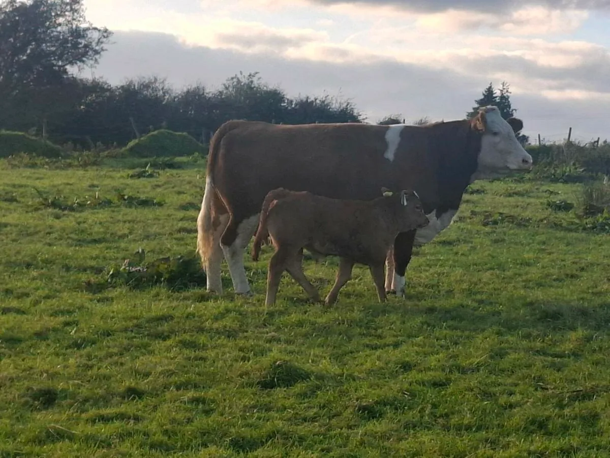 Purebred  simmental cow and limousine calf - Image 1