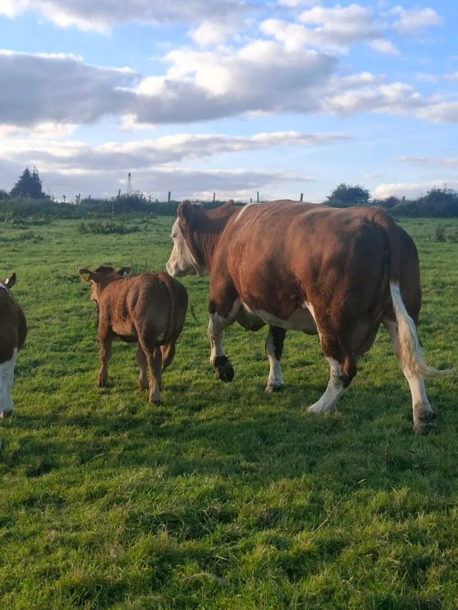 Purebred  simmental cow and limousine calf - Image 3
