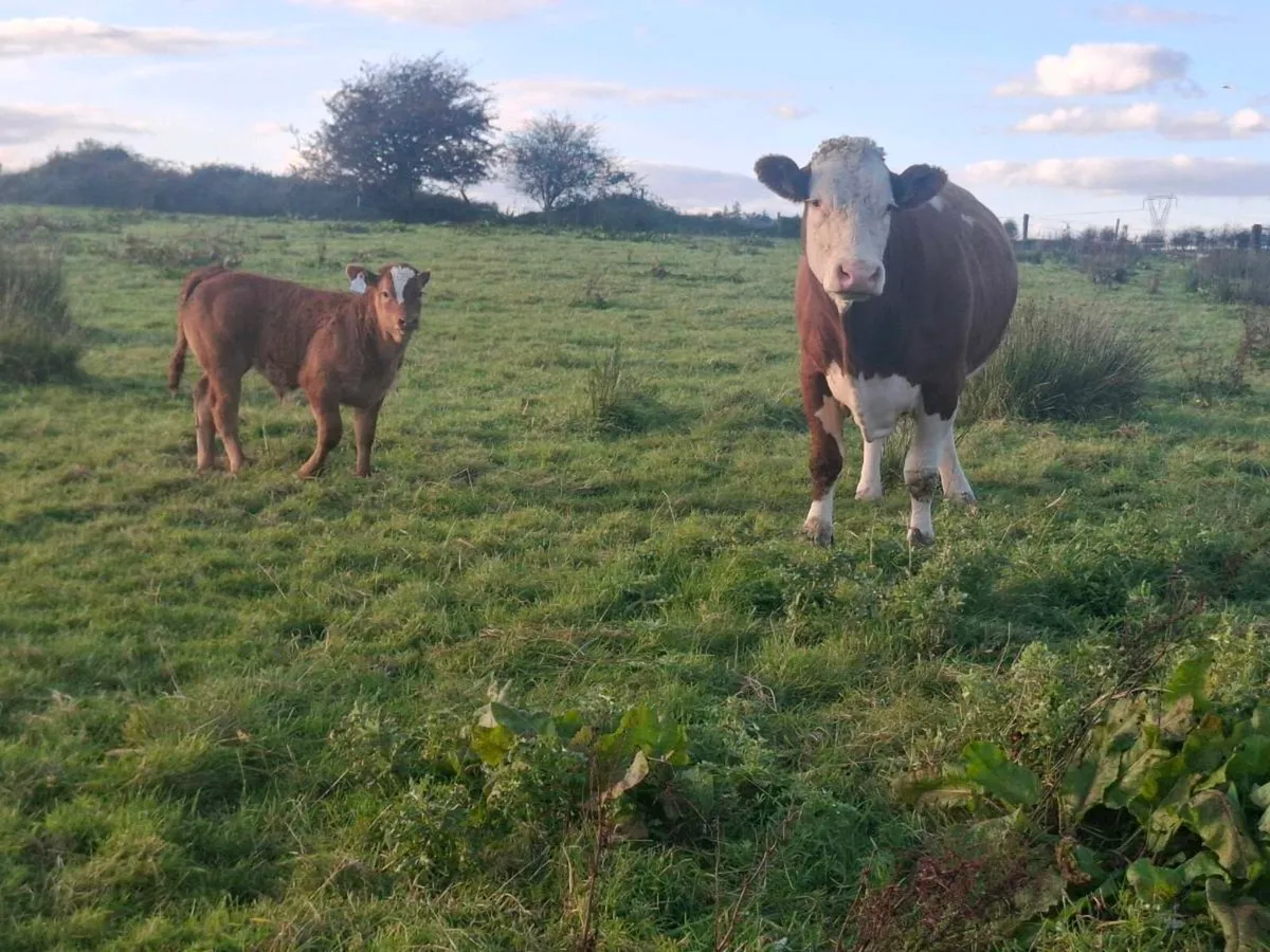 Purebred  simmental cow and limousine calf - Image 4