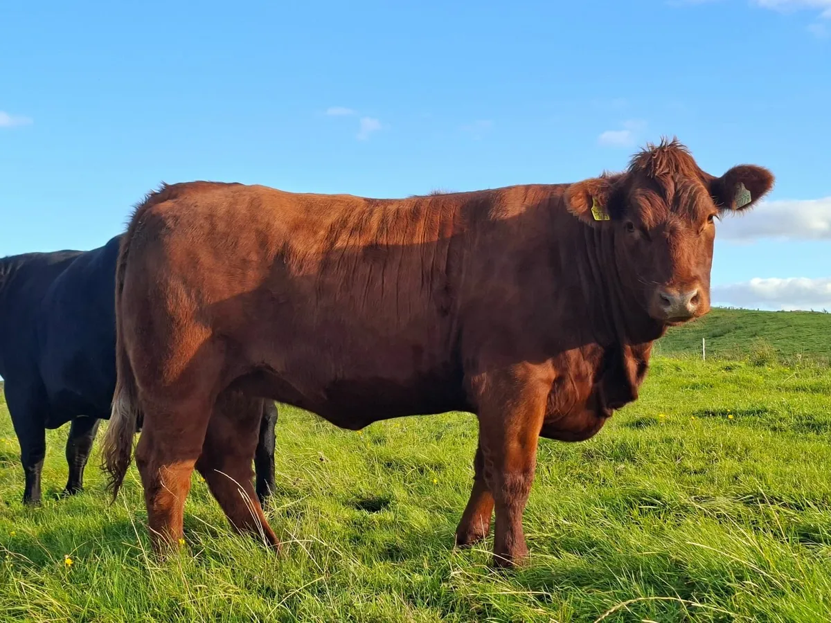 Heifer - Image 4