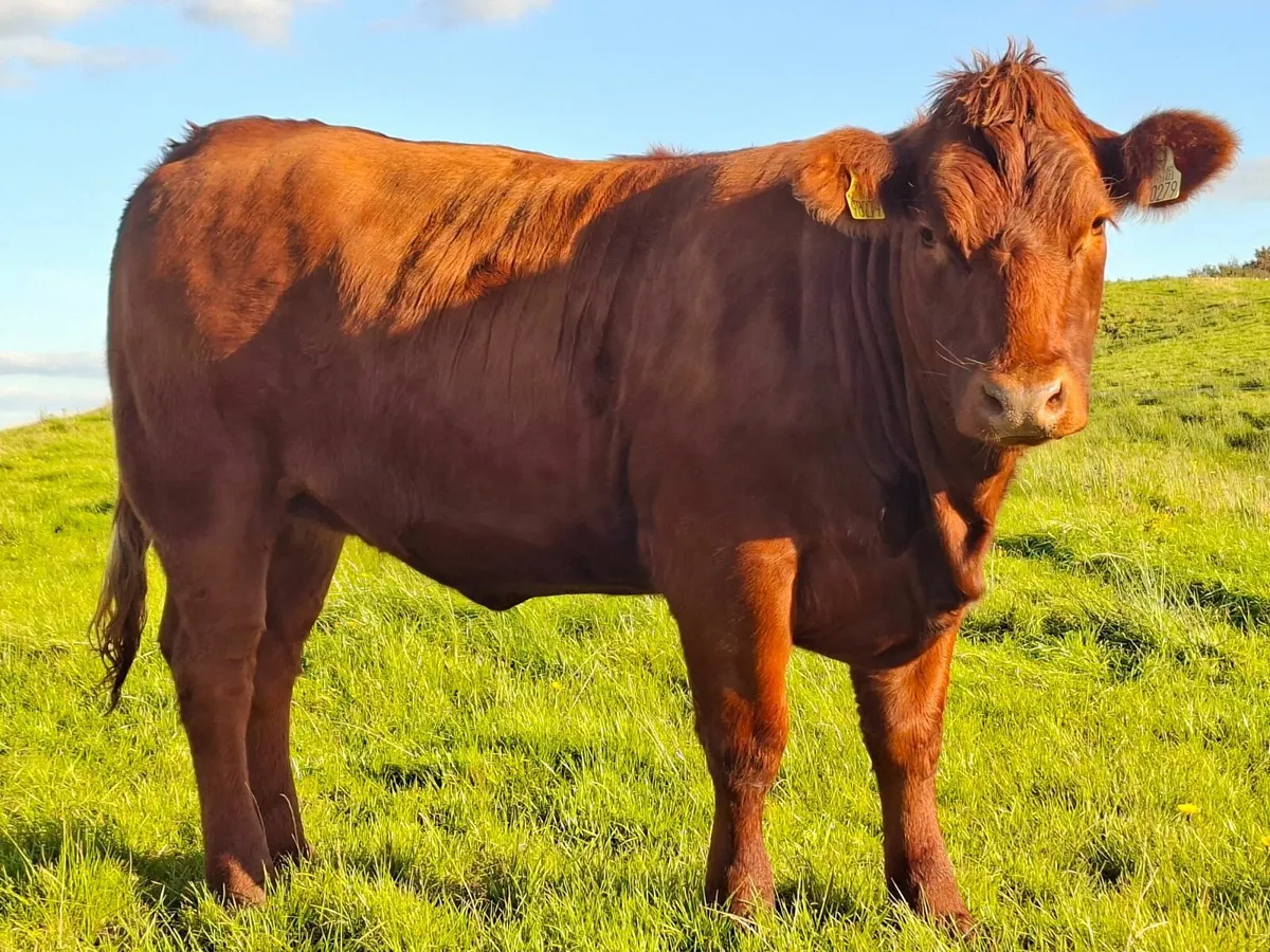 Heifer - Image 1