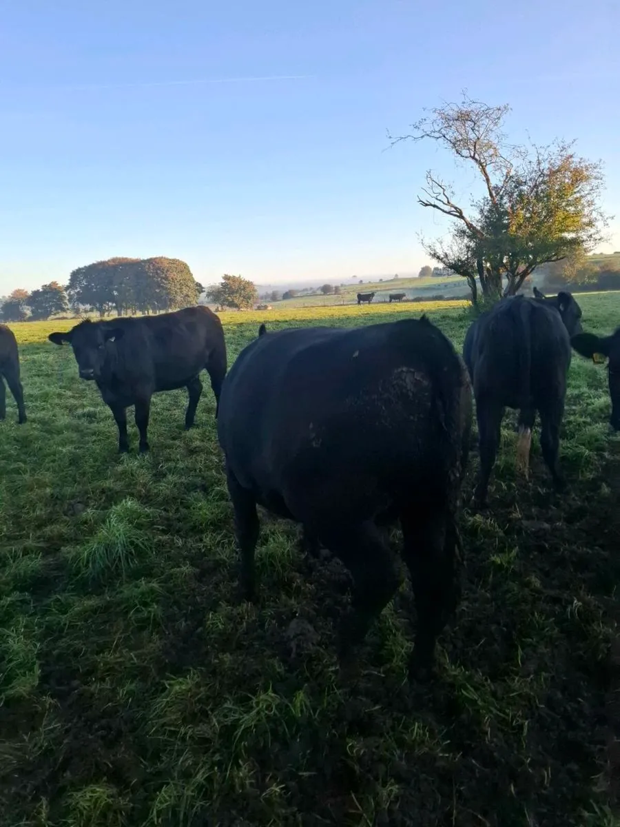22 Angus heifers for sale . - Image 1