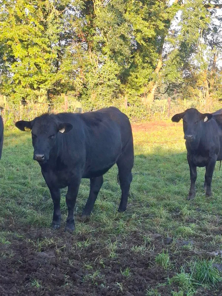 22 Angus heifers for sale . - Image 2