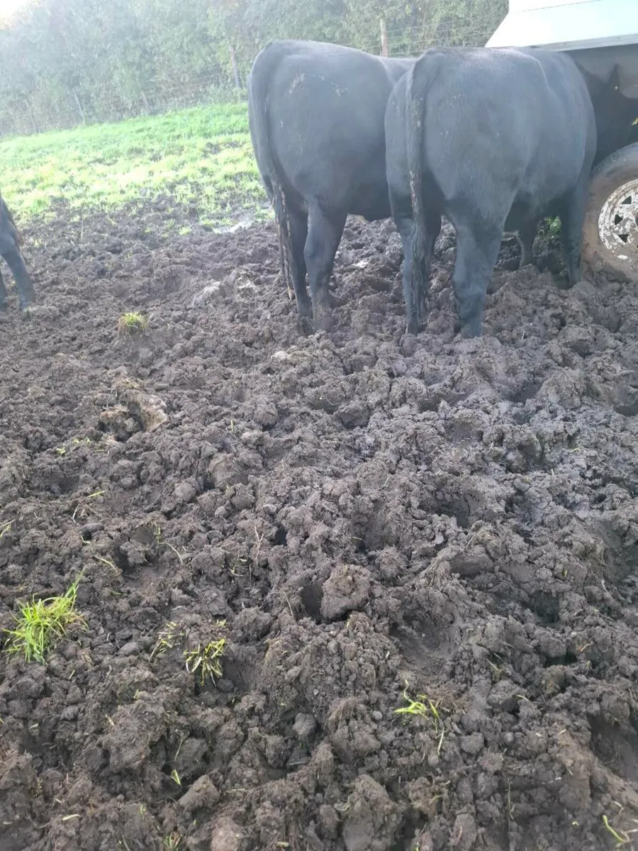 22 Angus heifers for sale . - Image 4