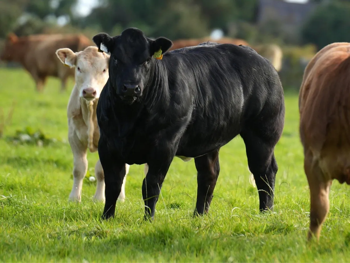 🌟🌟 Weanling show heifers🌟🌟 - Image 3