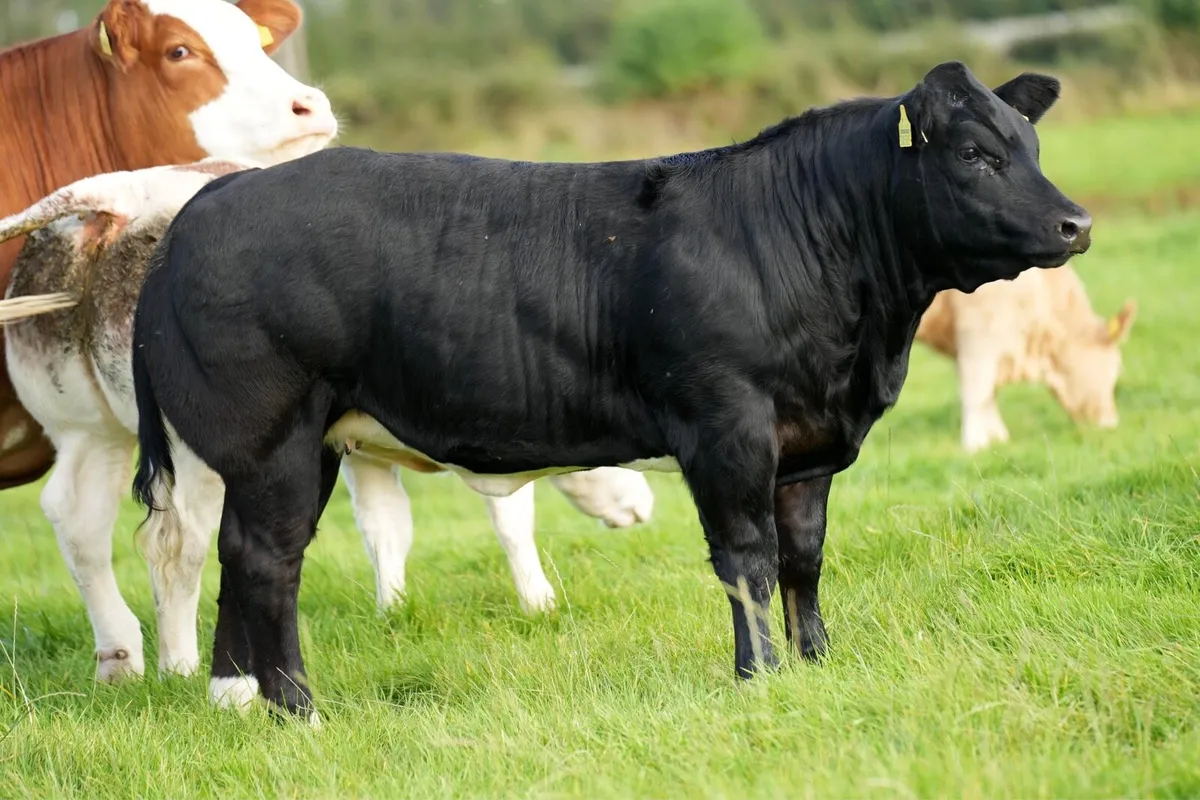 🌟🌟 Weanling show heifers🌟🌟 - Image 4