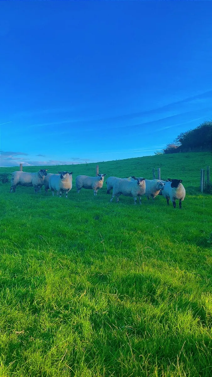 ⭐️Ewe Lambs⭐️ - Image 2