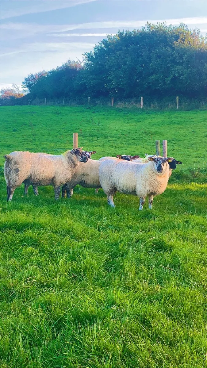 ⭐️Ewe Lambs⭐️ - Image 3