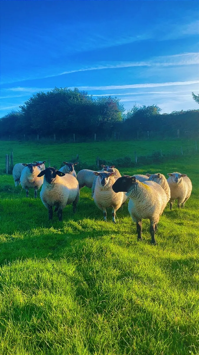 ⭐️Ewe Lambs⭐️ - Image 4