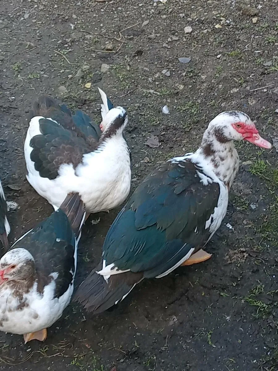 Lovely young duck with 4 ducklings. - Image 1