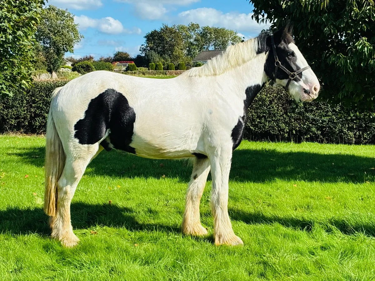 15.2 cob - Image 1
