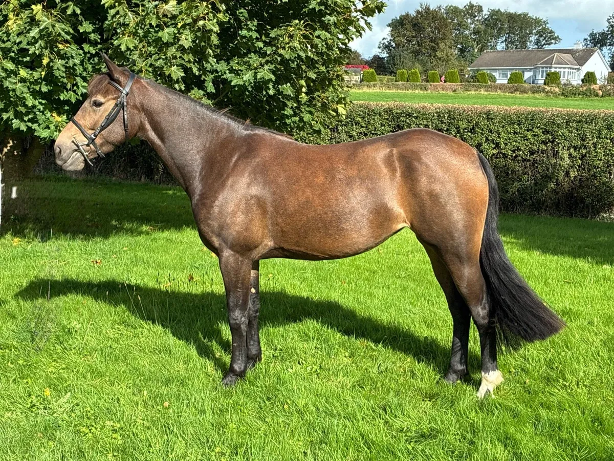 Pony - Image 1