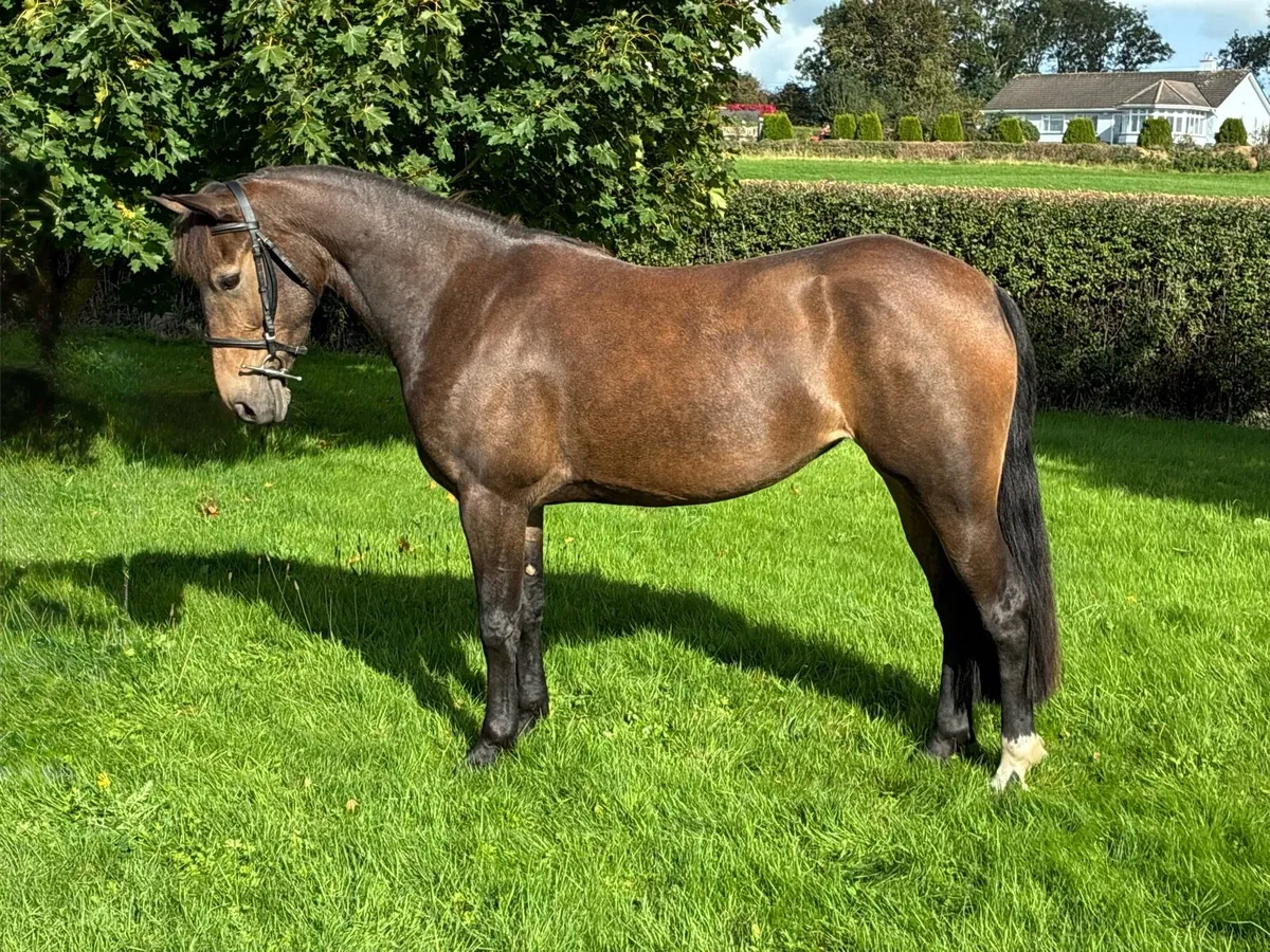 Pony - Image 2